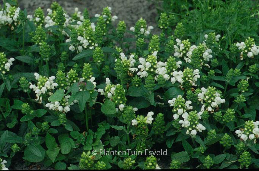 Prunella grandiflora ‘Alba’