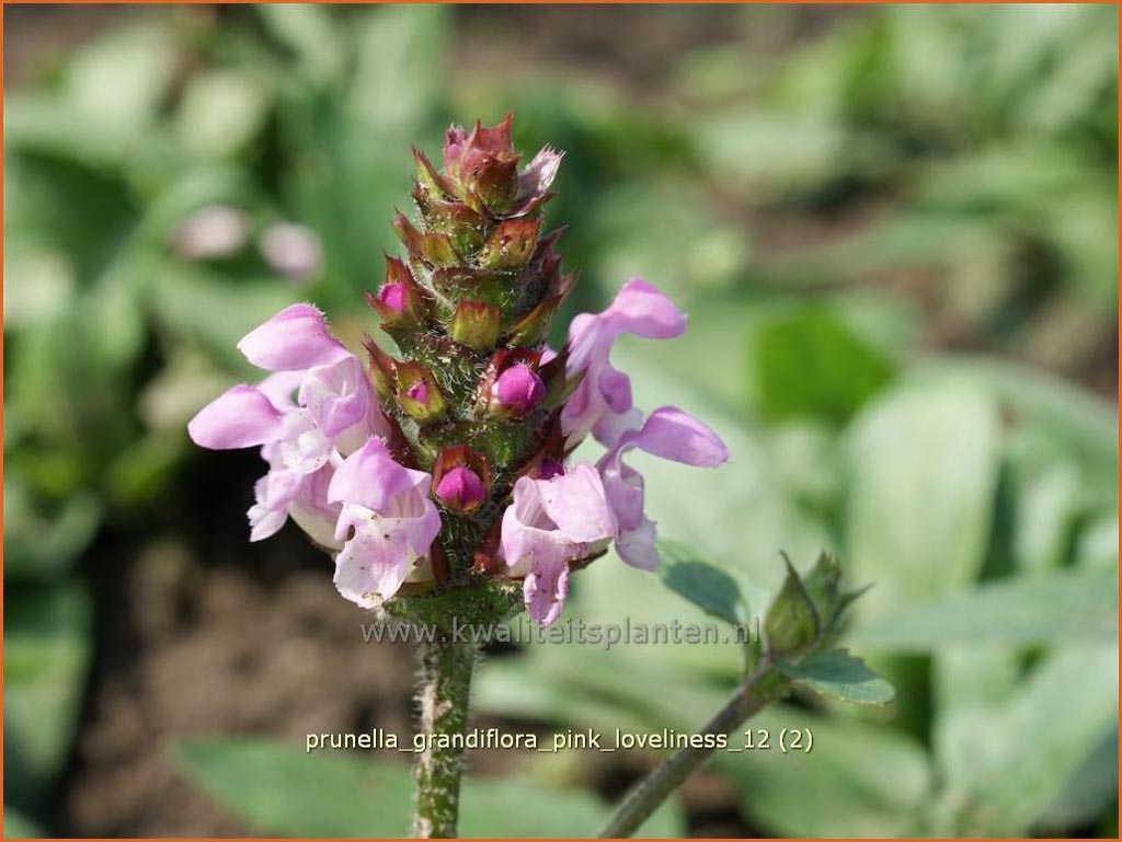 Prunella grandiflora ‘Pink Loveliness’