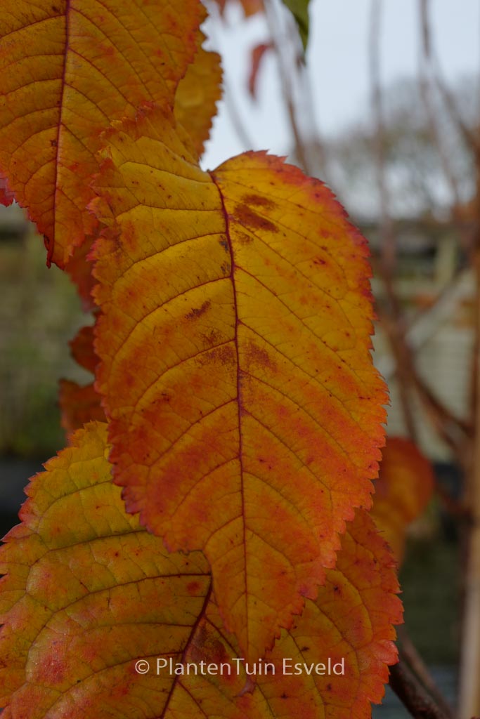 Prunus ‘Collingwood Ingram’
