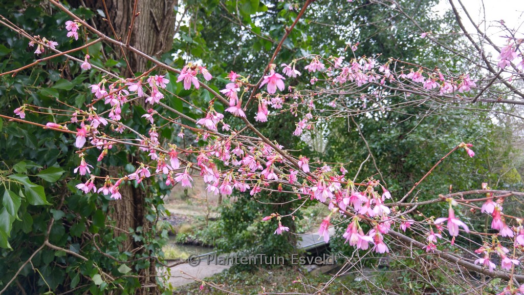 Prunus ‘Okame’