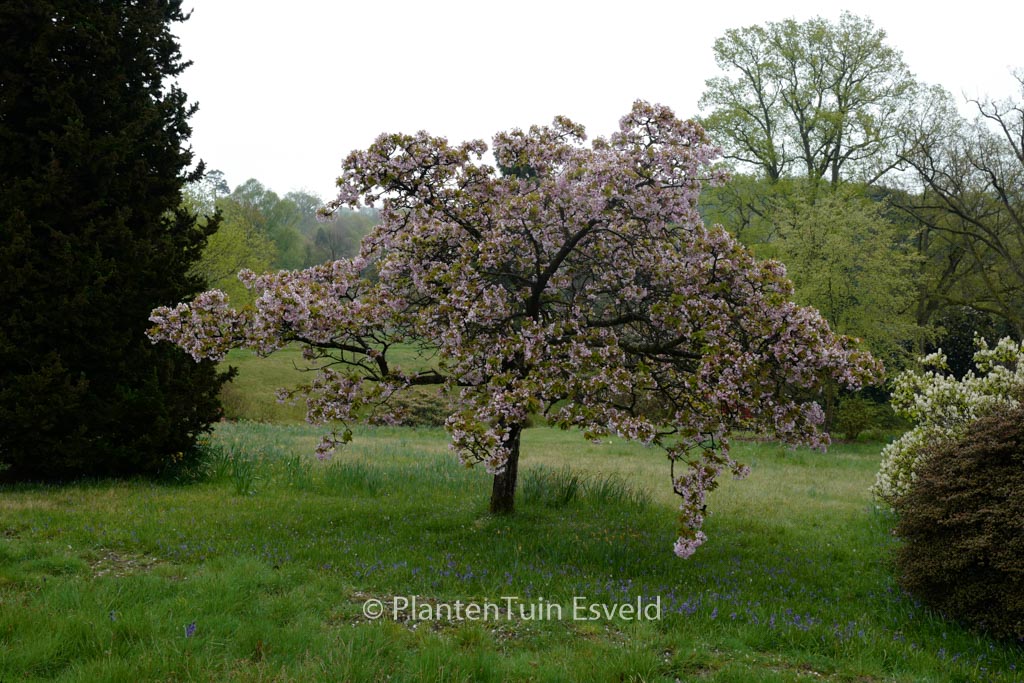 Prunus ‘Pandora’