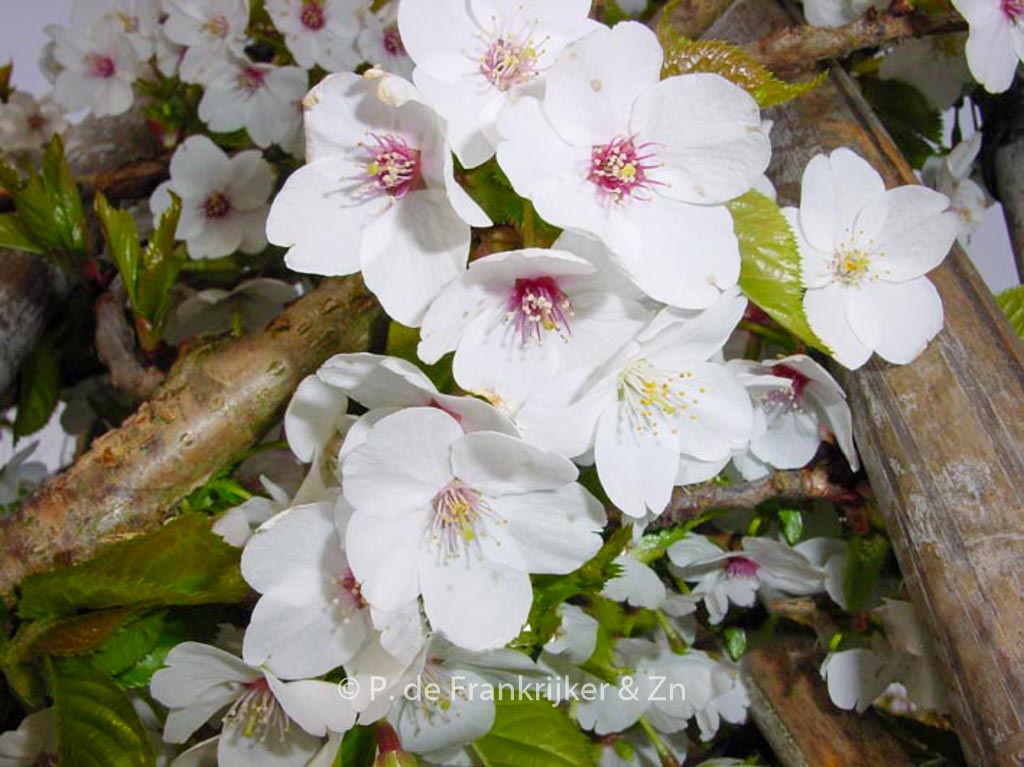 Prunus ‘Umineko’