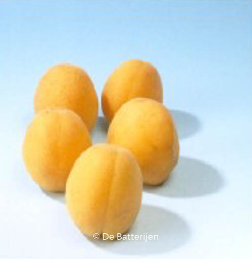 Prunus armeniaca ‘Hongaarse’