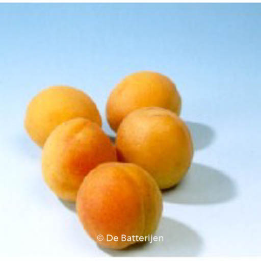 Prunus armeniaca ‘Tros Oranje’