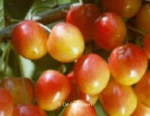 Prunus avium ‘Bigarreau Napoleon’