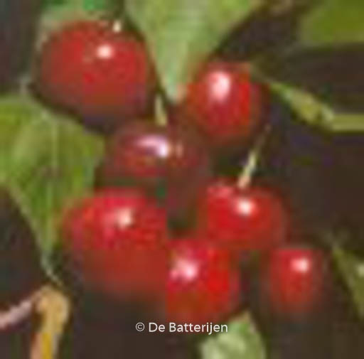 Prunus avium ‘Early Rivers’