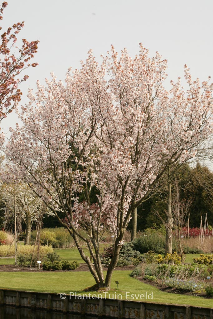 Prunus avium ‘Landscape Bloom’