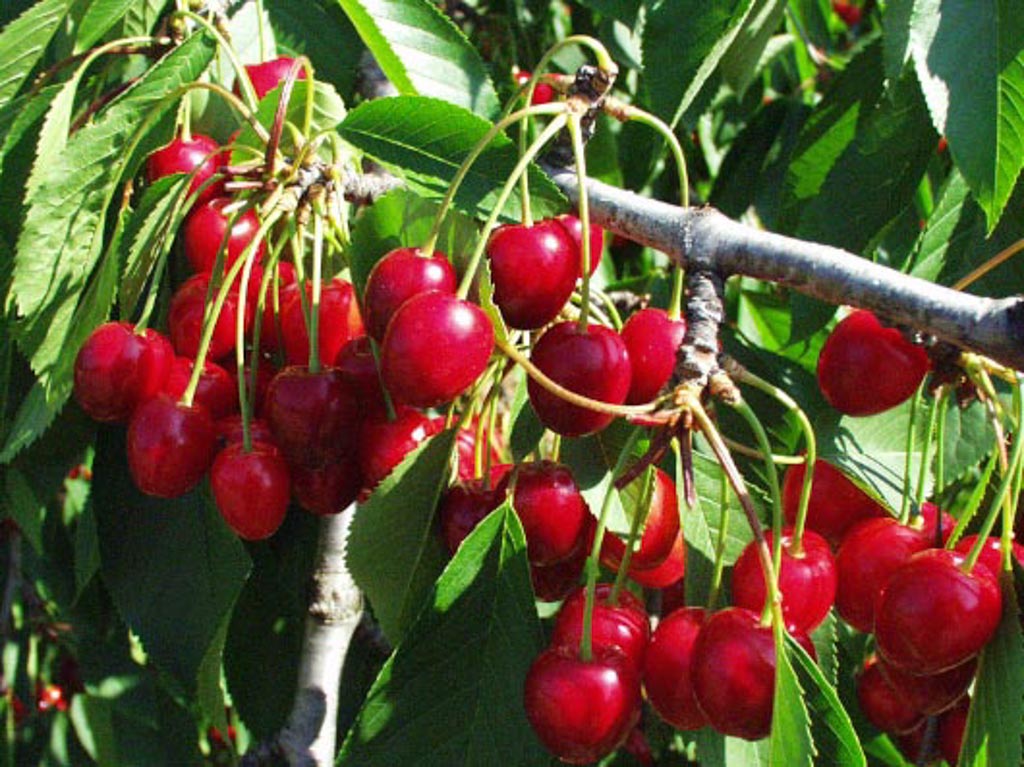 Prunus avium ‘Lapins’