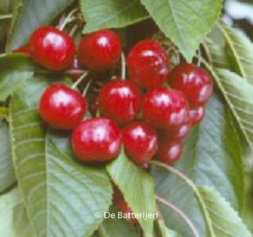 Prunus avium ‘Van’