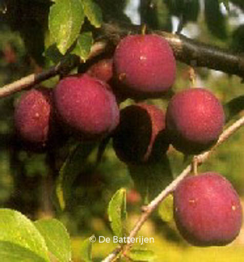 Prunus domestica ‘Anna Spath’