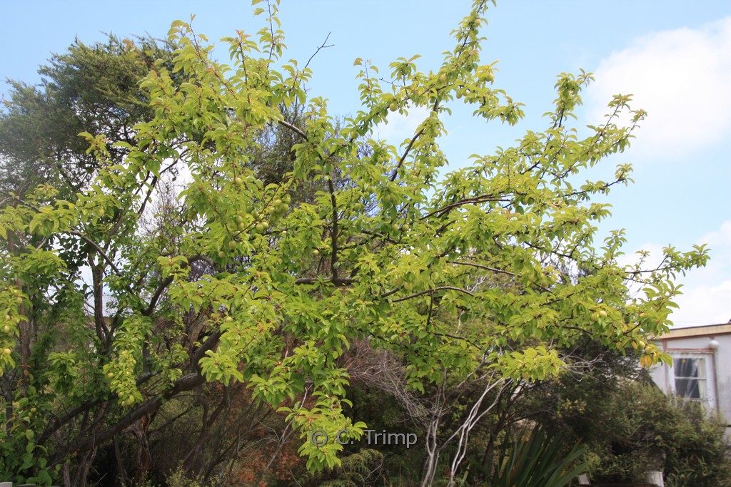 Prunus domestica ‘Mirabelle de Nancy’