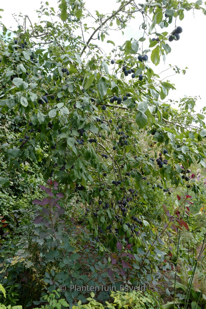 Prunus domestica ‘Opal’