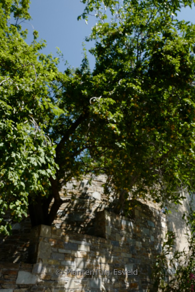 Prunus domestica ‘Reine Claude d’Oullins’