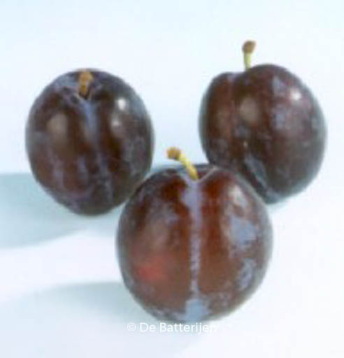 Prunus domestica ‘The Czar’