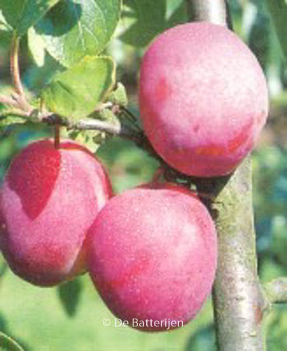 Prunus domestica ‘Victoria’