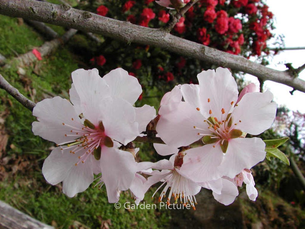 Prunus dulcis