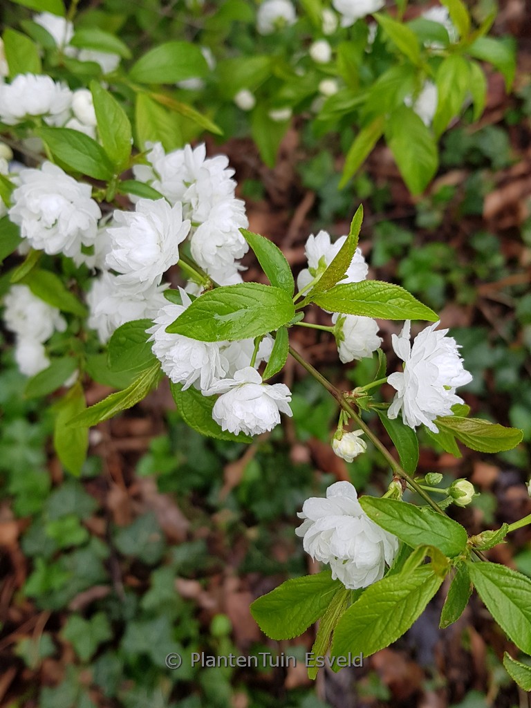 Prunus glandulosa ‘Alba Plena’