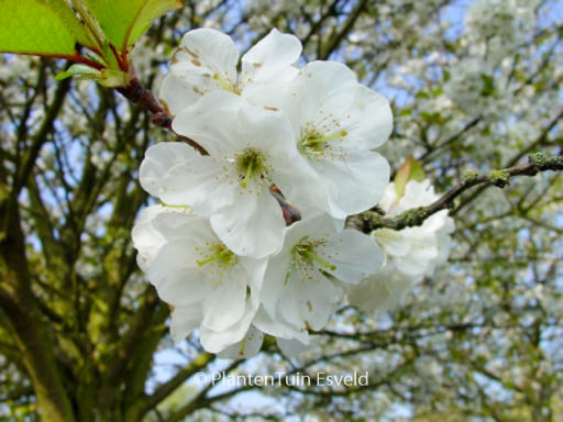 Prunus gondouinii ‘Schnee’