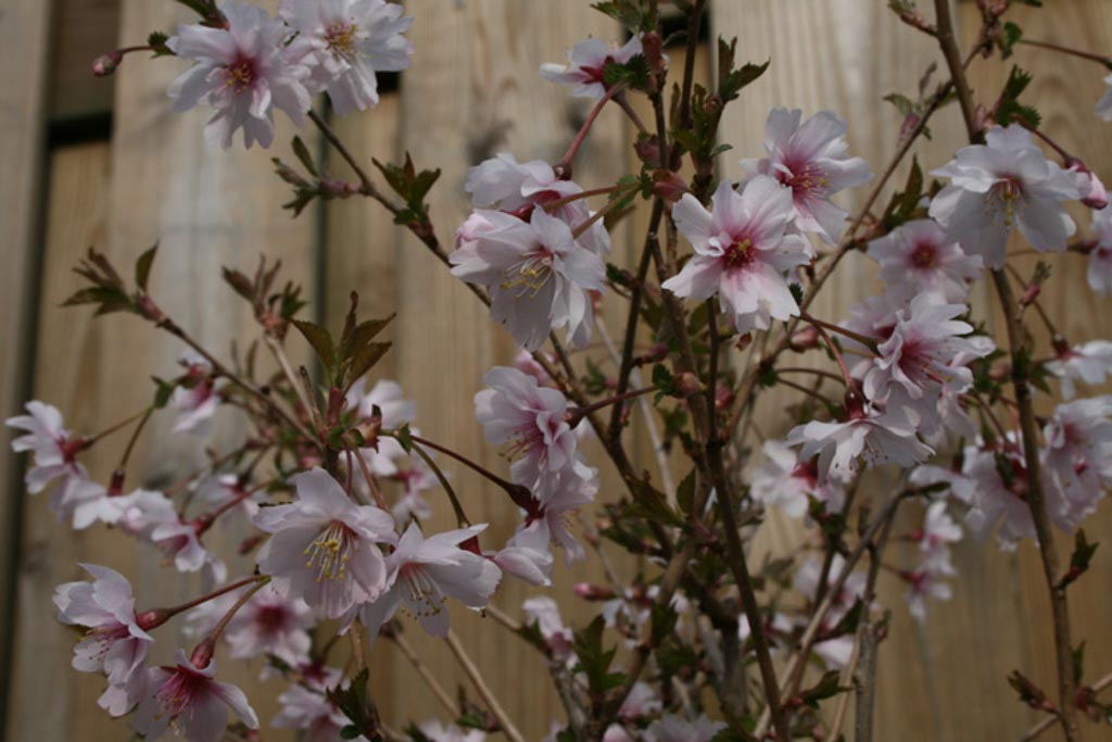 Prunus incisa ‘Mikinori’