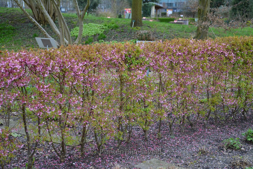 Prunus incisa ‘Paean’
