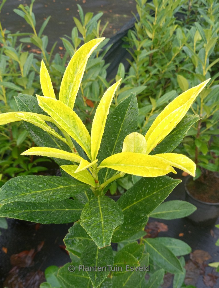 Prunus lauroceasus ‘Goris11’ (GORIS GOLD)