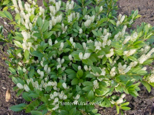 Prunus laurocerasus ‘Mano’