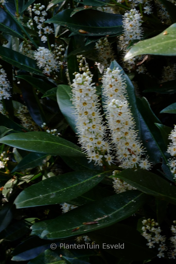 Prunus laurocerasus ‘Otto Luyken’