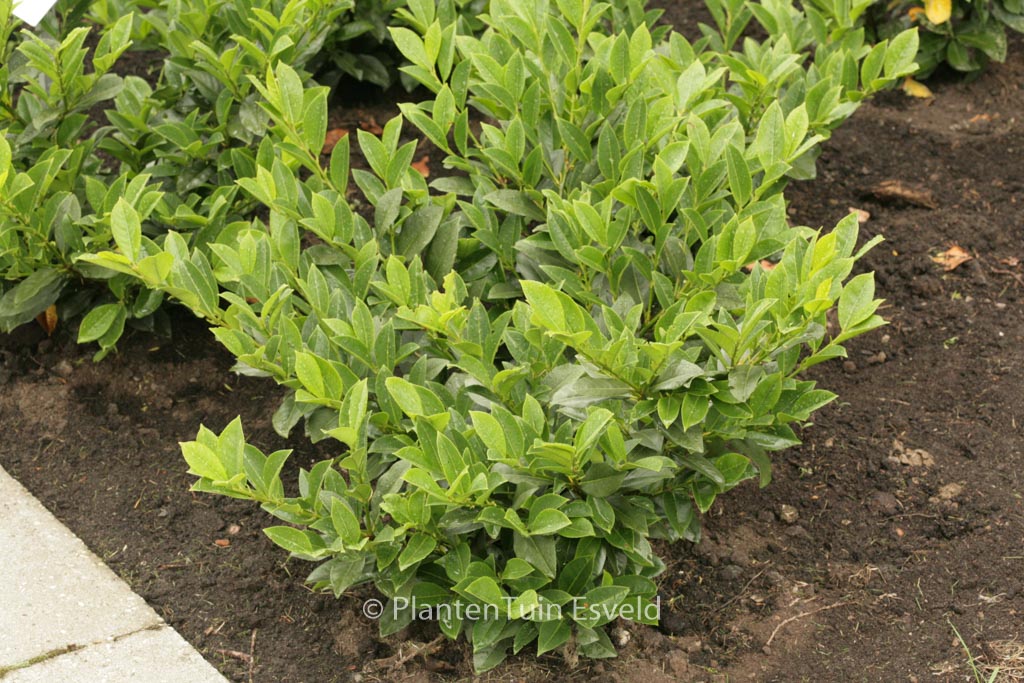 Prunus laurocerasus ‘Piranha’