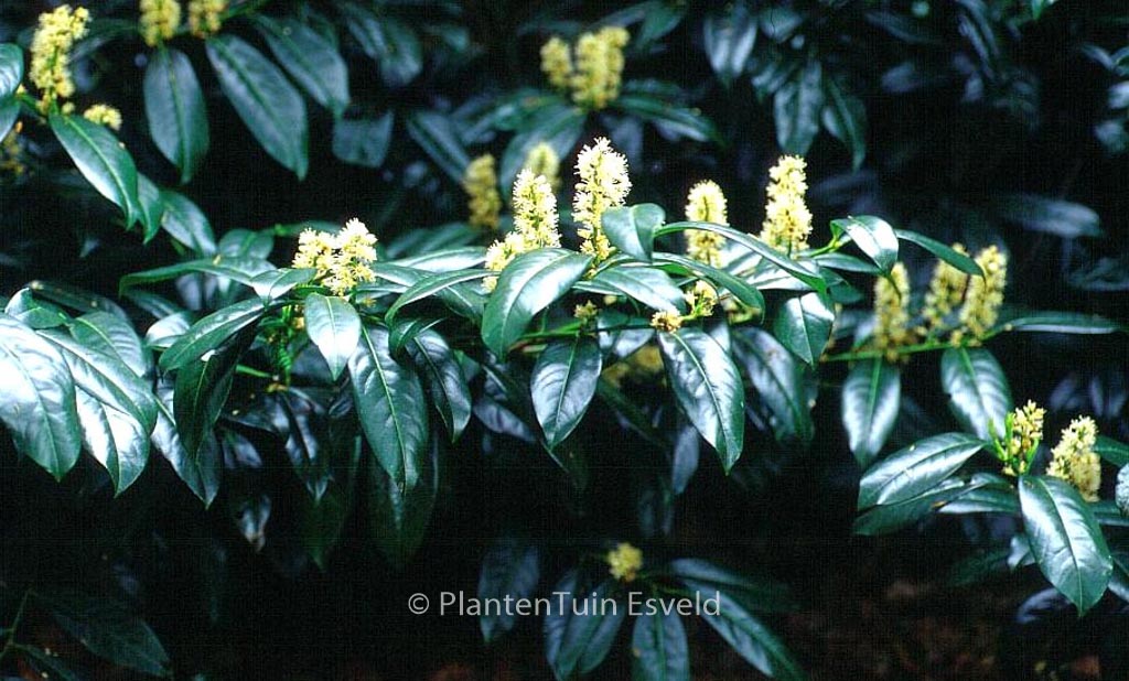 Prunus laurocerasus ‘Zabeliana’