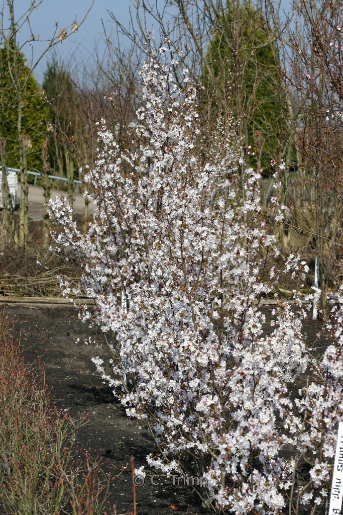 Prunus nipponica ‘Brilliant’
