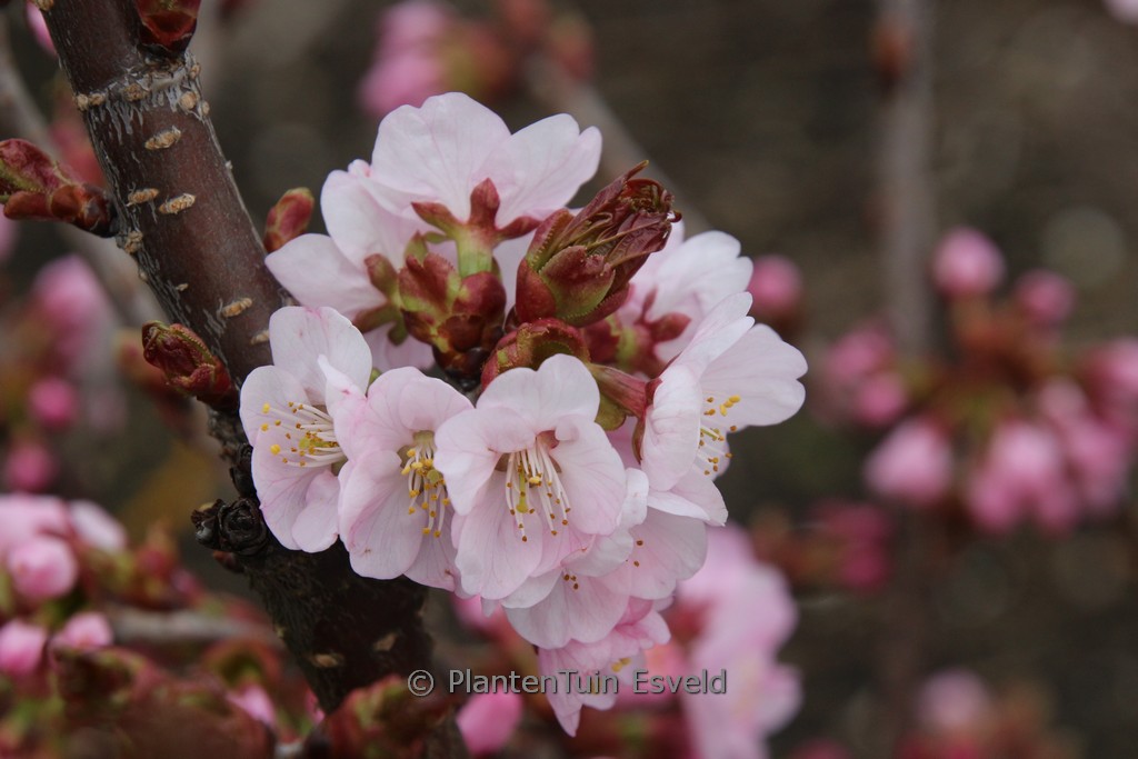 Prunus nipponica ‘New Spring’
