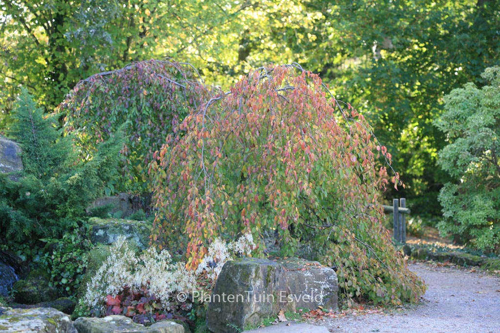 Prunus pendula ‘Pendula Rubra’