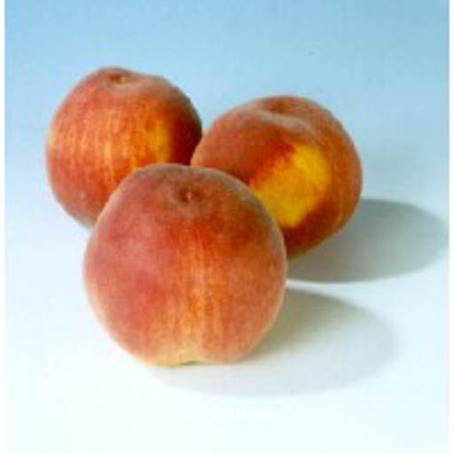 Prunus persica ‘Champion’