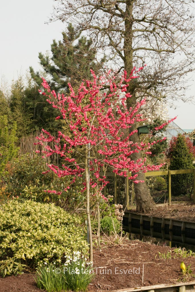 Prunus persica ‘Melred’