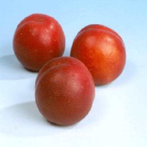 Prunus persica ‘Mme. Blanchet’