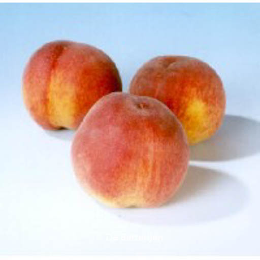 Prunus persica ‘Peregrine’