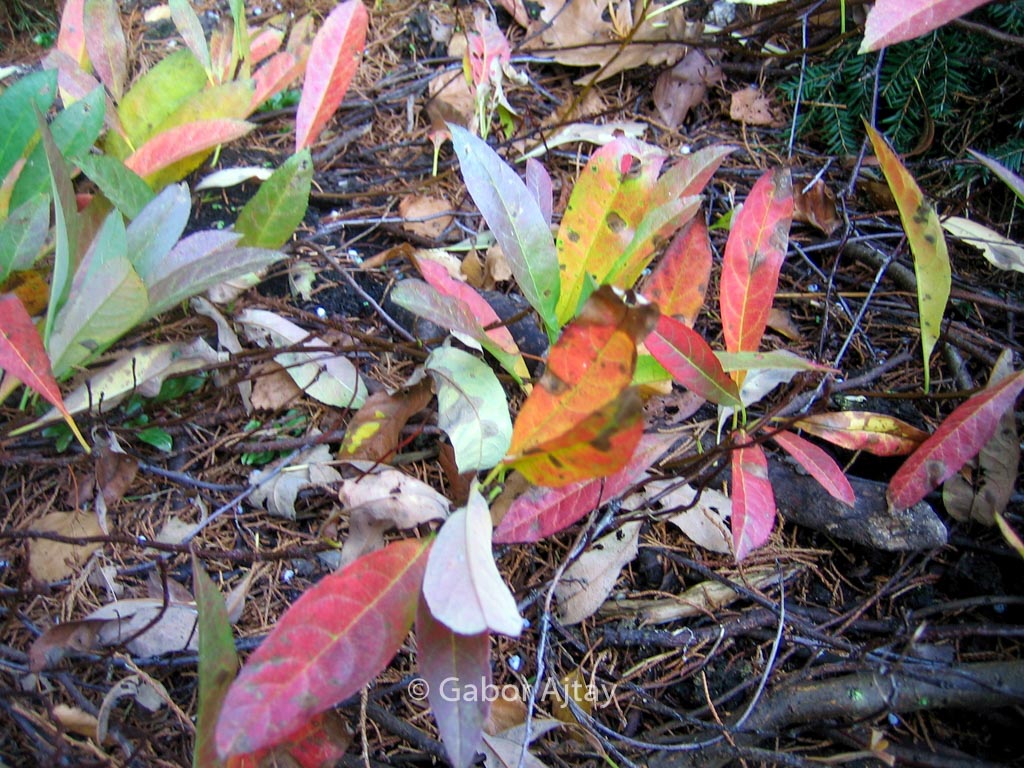 Prunus pumila depressa