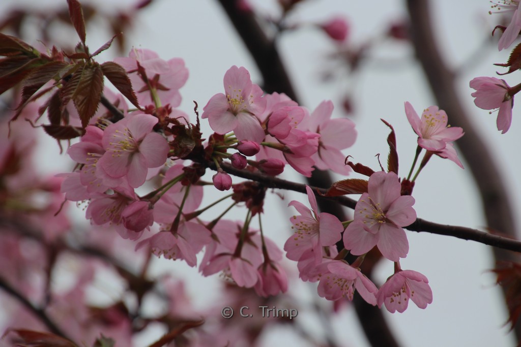 Prunus sargentii ‘Charles Sargent’