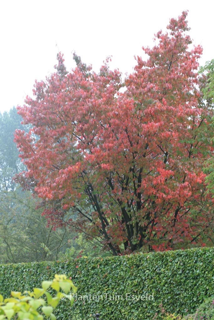 Prunus sargentii ‘Rancho’
