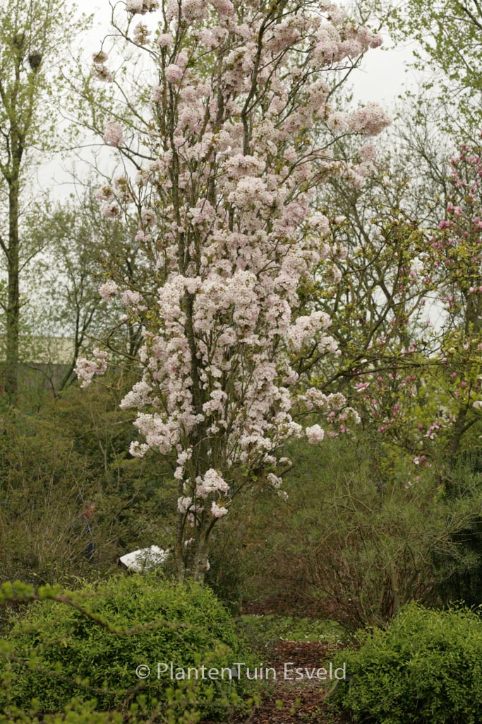 Prunus serrulata ‘Amanogawa’