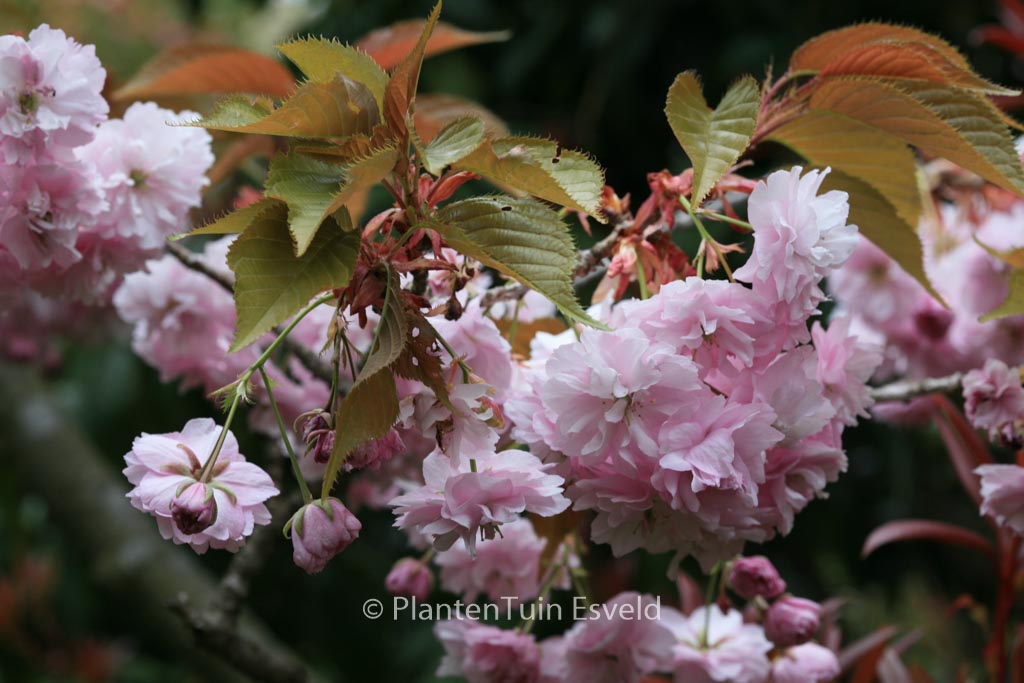 Prunus serrulata ‘Fugenzo’ (syn. ‘Shirofugen’)