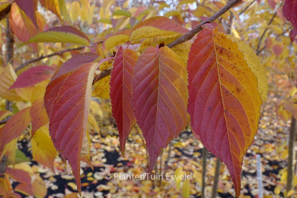 Prunus serrulata ‘Hokusai’
