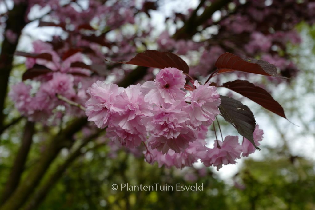 Prunus serrulata ‘Royal Burgundy’