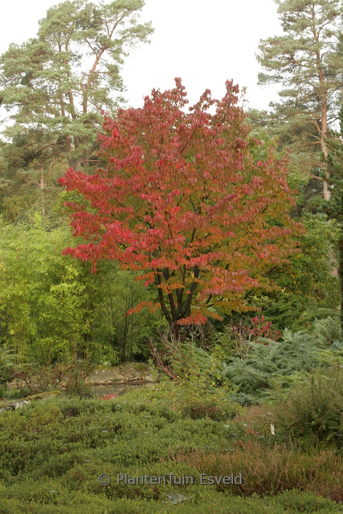 Prunus serrulata spontanea