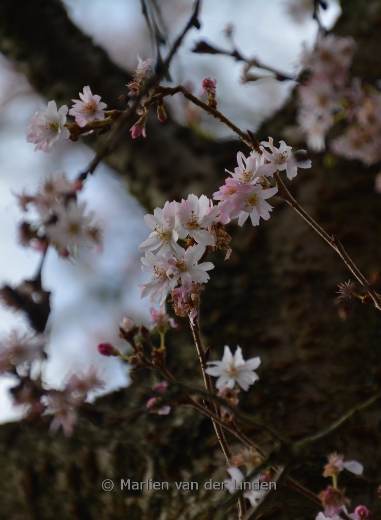 Prunus subhirtella ‘Autumnalis Rosea’