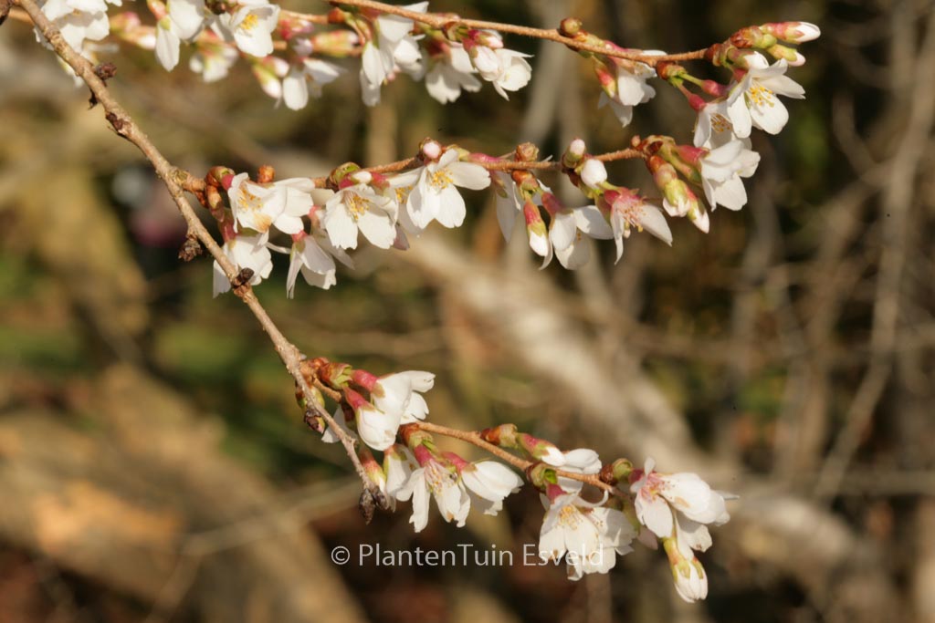 Prunus subhirtella ‘Autumnalis’