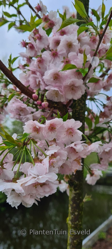Prunus subhirtella ‘Dahlem’