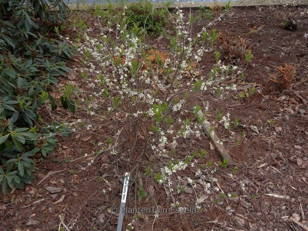 Prunus tenella ‘Alba’