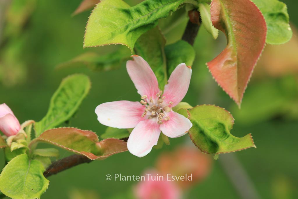 Pseudocydonia sinensis