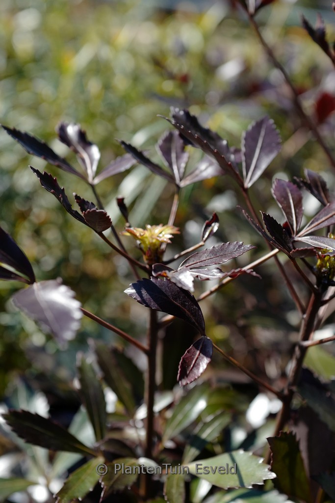 Pseudopanax lessonii ‘Purpureus’